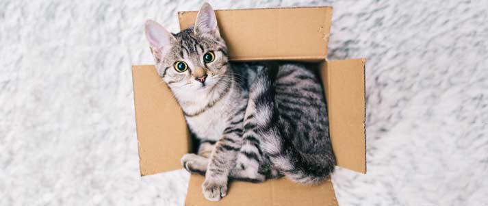 cat in box