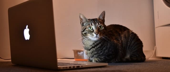 cat using laptop