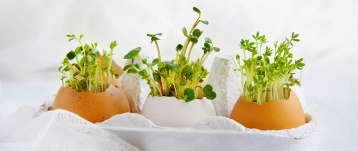 cress growing in egg shells