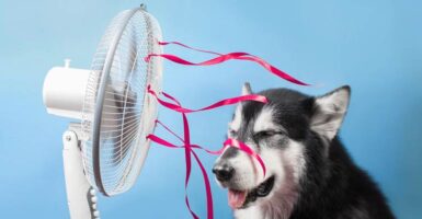 how to survive a heatwave