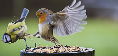 Meme - sparrow kicking another bird off the bird table.