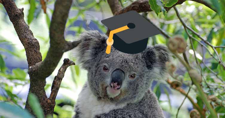 koala bear wearing a graduate hat
