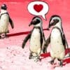 penguin couple and single penguin